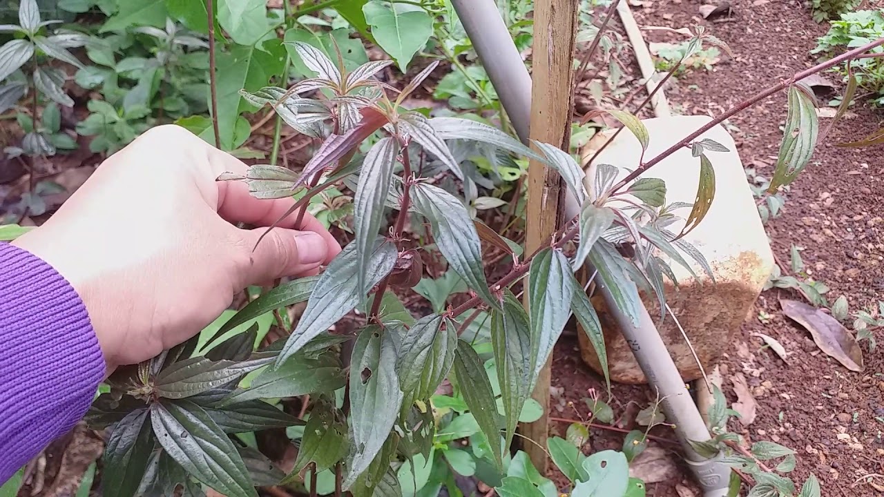 Thắc mắc: Cây thuốc dòi trị bệnh phổi có hiệu quả không?